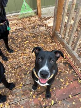 Sully -  Labrador Retriever Dog for Adoption in Austin, Texas - Sully | PetCurious