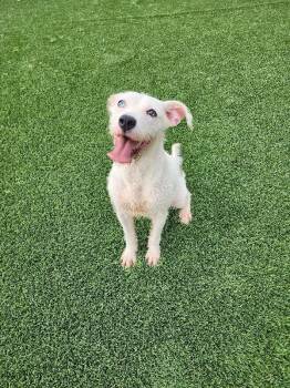 Marbles -  Terrier and Mixed Breed Dog for Adoption in Jackson, Tennessee - Marbles | PetCurious