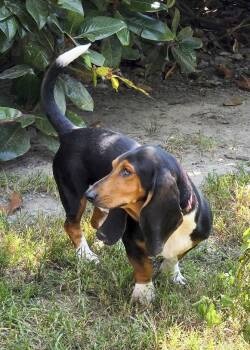 ELVIS -  Basset Hound Dog for Adoption in Hamilton, New Jersey - ELVIS | PetCurious