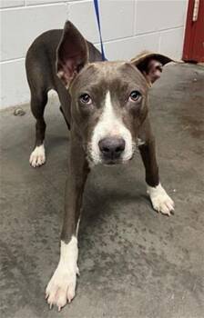 Rescue Pit Bull Terrier Dogs for Adoption in St. Cloud, Florida - PIE | PetCurious