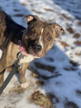 American Staffordshire Terrier Dogs Available for Adoption - Maple | PetCurious
