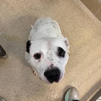 Elton John -  Pit Bull Terrier Dog for Adoption in Bristol, Indiana - Elton John | PetCurious