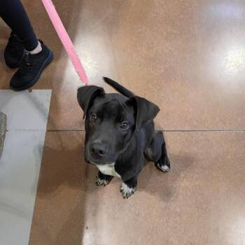Smokey -  Pit Bull Terrier Dog for Adoption in Lynchburg, Virginia - Smokey | PetCurious