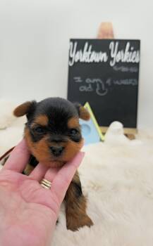 Luke -  Yorkshire Terrier Dog Available for Sale in Belleville, Illinois - Luke | PetCurious