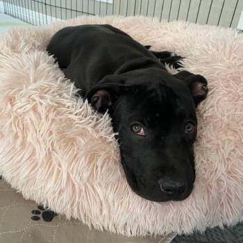 738 (2026) Cali -  Pit Bull Terrier Dog for Adoption in Parker, Colorado - 738 (2026) Cali | PetCurious