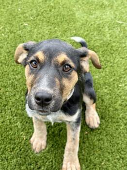 Cattle Dog and Labrador Retriever Dogs Available for Adoption in Fort Lupton, Colorado - Cricket | PetCurious