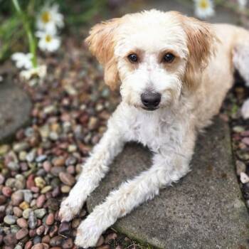 Miss Dasiy Mae -  Miniature Poodle and Yorkshire Terrier Dog for Adoption in Washougal, Washington - Miss Dasiy Mae | PetCurious