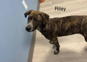 Shepherd Dogs Available for Adoption in Ulster, Pennsylvania - Riley | PetCurious