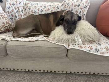 Rescue Great Dane Dogs for Adoption in Bullard, Texas - Duchess | PetCurious