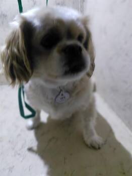 Cocker Spaniel and Mixed Breed Dogs Available for Adoption - VESI | PetCurious