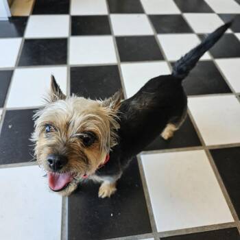 Yorkshire Terrier Dogs Available for Adoption in Little Rock, Arkansas - Zoey V 26-026 | PetCurious