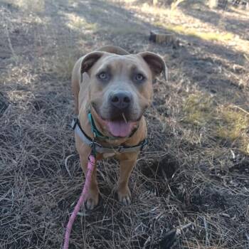 Marie -  Mixed Breed Dog for Adoption in Truckee, California - Marie | PetCurious