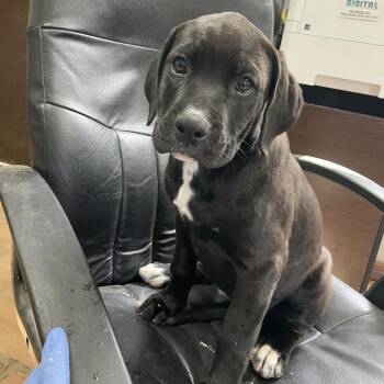 Rottweiler and Boxer Dogs Available for Adoption - Sadie | PetCurious