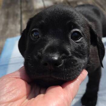 Labrador Retriever Dogs Available for Adoption - Captain Side Eye | PetCurious