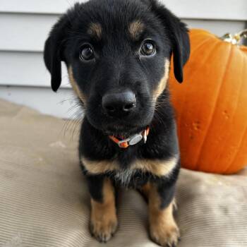 Canola -  Mixed Breed Dog for Adoption in Saskatoon, Saskatchewan - Canola | PetCurious