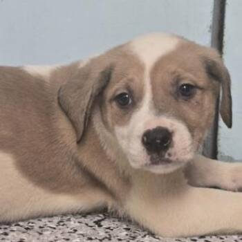 Anatolian Shepherd and Saint Bernard Dogs Available for Adoption in Austin, Texas - Hilary Duff | PetCurious