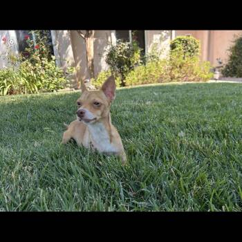 Douglas -  Chihuahua Dog for Adoption in Hayward, California - Douglas | PetCurious