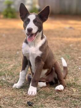 Australian Shepherd and Labrador Retriever Dogs Available for Adoption in Brierfield, Alabama - Latte-blue Eyes | PetCurious