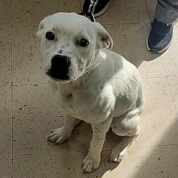 Husky and Terrier Dogs Available for Adoption in Charlottesville, Virginia - Ivy | PetCurious