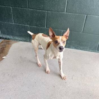 Pimento -  Jack Russell Terrier and Mixed Breed Dog for Adoption in Carencro, Louisiana - Pimento | PetCurious