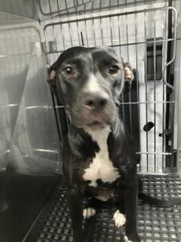 OREO -  Mixed Breed Dog for Adoption in Dallas, Texas - OREO | PetCurious