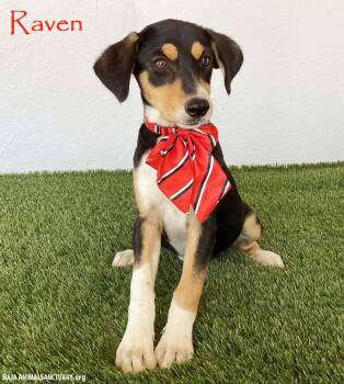 Raven -  Beagle and Jack Russell Terrier Dog for Adoption in San Diego, California - Raven | PetCurious