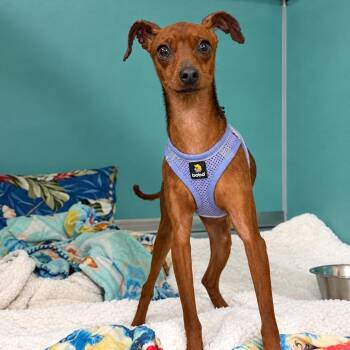 Ryah -  Miniature Pinscher Dog for Adoption in Titusville, Florida - Ryah | PetCurious
