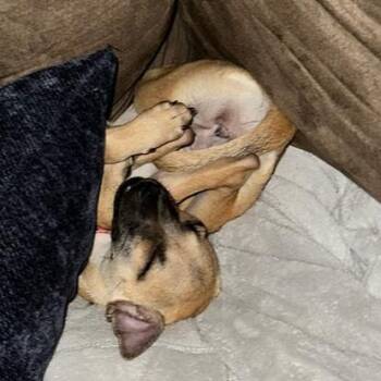 Penelope -  Mixed Breed Dog for Adoption in Hopkinton, Massachusetts - Penelope | PetCurious