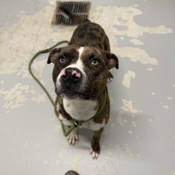 Terrier and Catahoula Leopard Dog Dogs Available for Adoption - Daphne | PetCurious