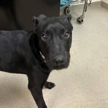 Mixed Breed Dogs Available for Adoption - Grey Wind | PetCurious