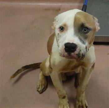 LANE -  Mixed Breed Dog for Adoption in Columbia, South Carolina - LANE | PetCurious