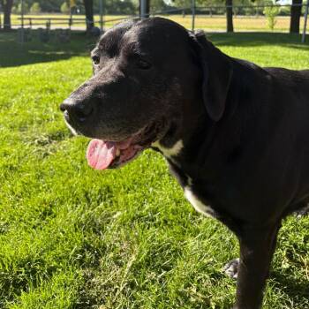 Great Pyrenees and Retriever Dogs Available for Adoption in Dayton, Ohio - Kobe | PetCurious