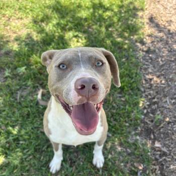 Apollo -  American Staffordshire Terrier Dog for Adoption in Pearland, Texas - Apollo | PetCurious
