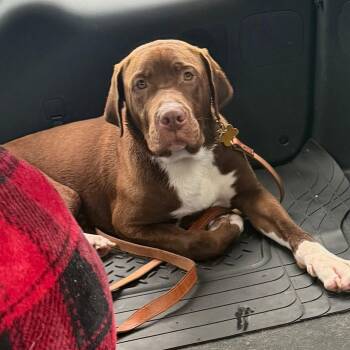 Kevin -  Chocolate Labrador Retriever and Terrier Dog for Adoption in Springfield, Missouri - Kevin | PetCurious