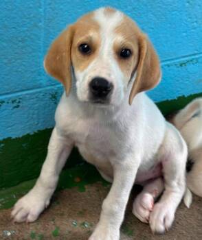 Nina: Pending -  Great Pyrenees and Hound Dog for Adoption in Rustburg, Virginia - Nina: Pending | PetCurious