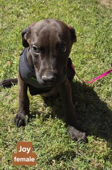 JOY 425 -  Labrador Retriever Dog Available for Adoption in New Berlin, Wisconsin - JOY 425 | PetCurious