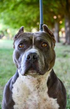 Puppy Chulo -  American Staffordshire Terrier and Fox Terrier Dog for Adoption in Yakima, Washington - Puppy Chulo | PetCurious