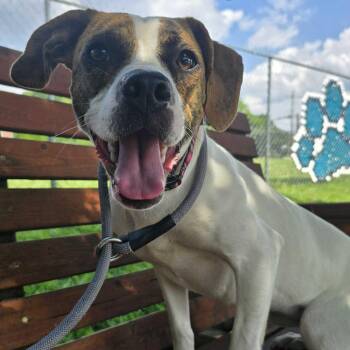Snuggie -  Boxer and Chihuahua Dog for Adoption in Louisville, Kentucky - Snuggie | PetCurious