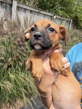 Robbi -  Boxer Dog for Adoption in Bull Valley, Illinois - Robbi | PetCurious