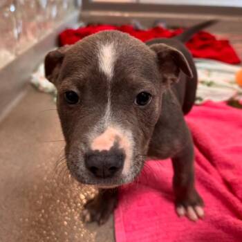 Caleb -  American Staffordshire Terrier Dog for Adoption in Lynchburg, Virginia - Caleb | PetCurious