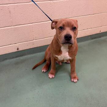 Reggie -  Mixed Breed Dog for Adoption in Memphis, Tennessee - Reggie | PetCurious