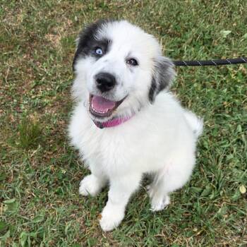 Elsa -  Great Pyrenees and Mixed Breed Dog for Adoption in Greensboro, North Carolina - Elsa | PetCurious