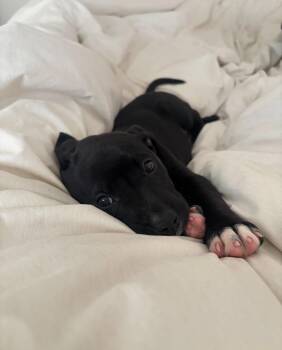 Harmony -  Mixed Breed Dog for Adoption in Hornell, New York - Harmony | PetCurious