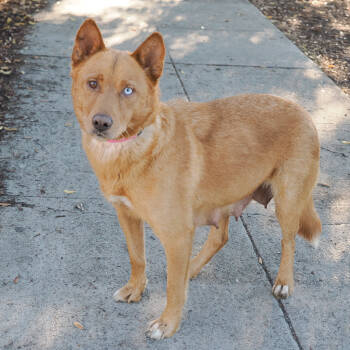 Rescue Labrador Retriever and Mixed Breed Dogs for Adoption in Richmond, California - OLIVE | PetCurious