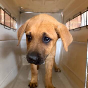 Shepherd Dogs Available for Adoption in Birmingham, Alabama - Delia | PetCurious