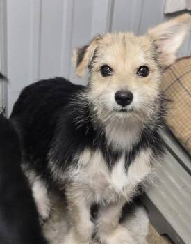 ML Cotton Candy -  Terrier Dog for Adoption in Warrenton, Missouri - ML Cotton Candy | PetCurious