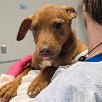Terrier and Mixed Breed Dogs Available for Adoption in Greenville, South Carolina - Pedro | PetCurious