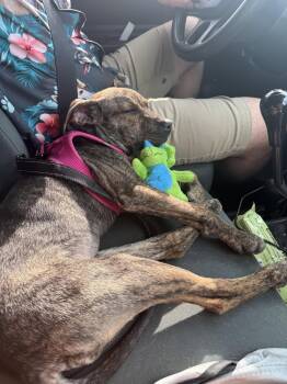 Tina #6 -  American Staffordshire Terrier Dog for Adoption in Denver, Colorado - Tina #6 | PetCurious