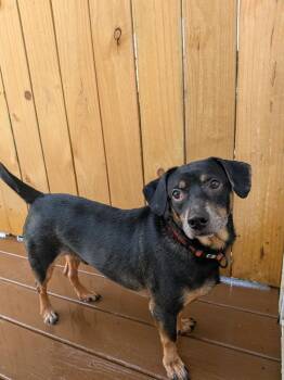 Dachshund Dogs Available for Adoption in St. Augustine, Florida - Hobo | PetCurious