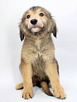Dolly -  Collie and Siberian Husky Dog for Adoption in Morton Grove, Illinois - Dolly | PetCurious